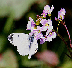 20100422 2361Aw [D~LIP] Kleiner Kohlweißling (Pieris rapae) [Rapsweißling], Wiesenschaumkraut (Cardamine pratensis), UWZ, Bad Salzuflen