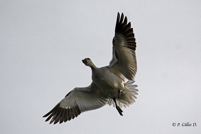 Bat Goose!  Attention j'arrive!