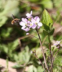 20100422 2362Aw [D~LIP] Wollschweber ( Bombylius major), [Hummelschweber] [Trauerschweber] [Trauerfliege], Wiesenschaumkraut (Cardamine pratensis), UWZ, Bad Salzuflen