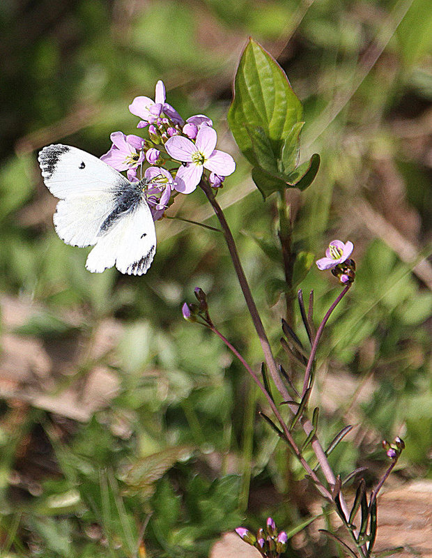 20100422 2363Aw [D~LIP] Kleiner Kohlweißling (Pieris rapae) [Rapsweißling], Wiesenschaumkraut (Cardamine pratensis), UWZ, Bad Salzuflen