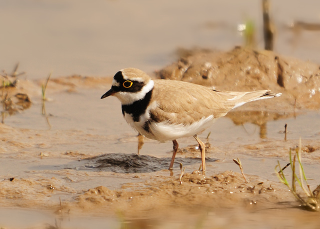 Little Ringed Plover (2)