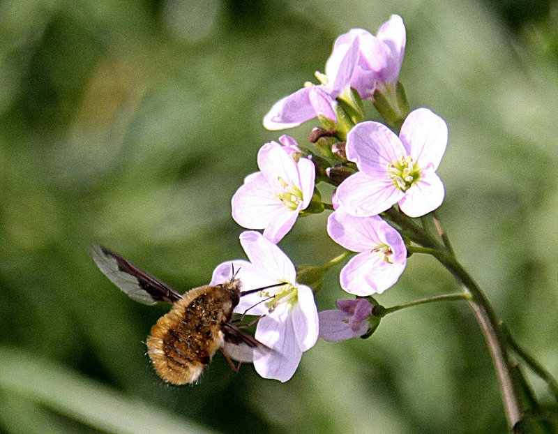 20100422 2364Aw [D~LIP] Wollschweber (Bombylius major), [Hummelschweber] [Trauerschweber] [Trauerfliege], Wiesenschaumkraut (Cardamine pratensis), UWZ, Bad Salzuflen