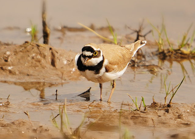 Little Ringed Plover