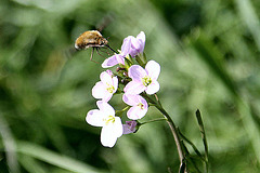 20100422 2368Aw [D~LIP] Wollschweber ( Bombylius major), [Hummelschweber] [Trauerschweber] [Trauerfliege], Wiesenschaumkraut (Cardamine pratensis), UWZ, Bad Salzuflen