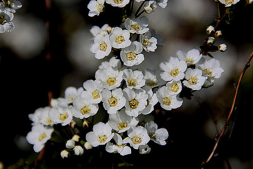 20100422 2376Aw [D~LIP] Spierstrauch (Spirae x cinerea agg), Bad Salzuflen