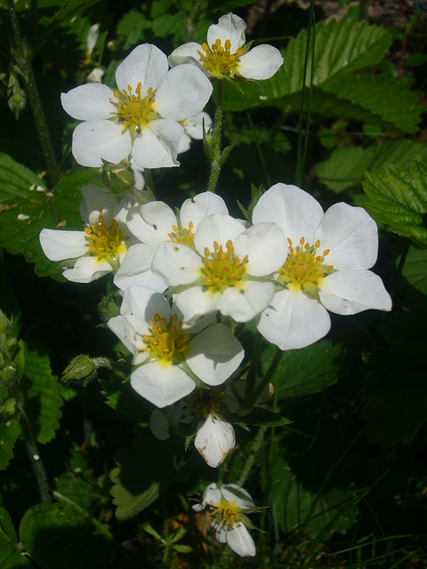 blühende Walderdbeeren