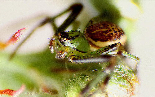 20100422 2309+10ASt2Rw [D-LIP] Grüne Krabbenspinne (Diaea dorsata), Bad Salzuflen