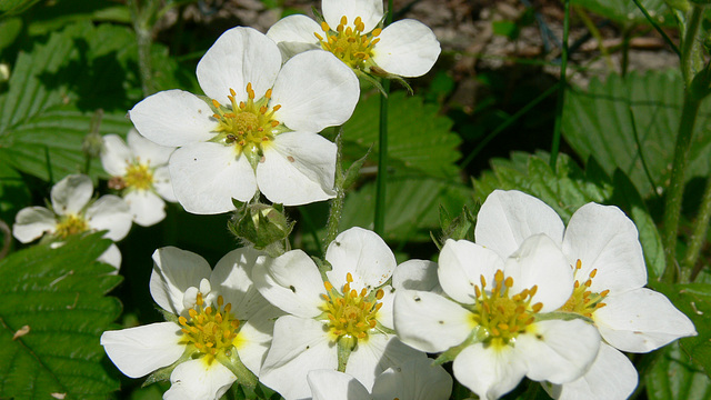 blühende Walderdbeeren