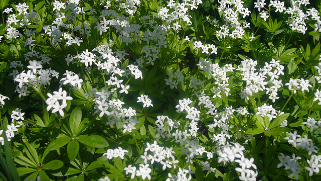 blühender Waldmeister - woodruff