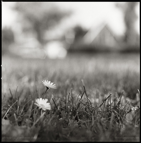 Daisies