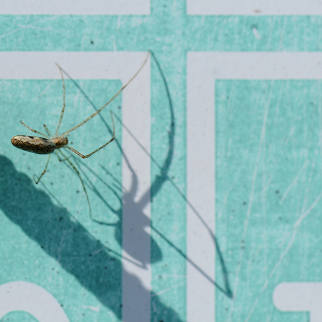 Schattenspiele - Zitterspinne kämpft am Schlüsselbrett mit gigantischem Gegner!