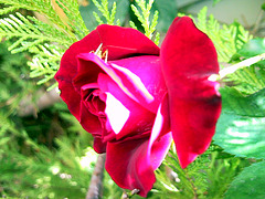 Rosa roja.