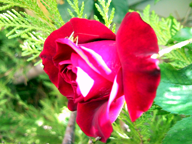 Rosa roja.