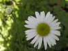 Marguerite