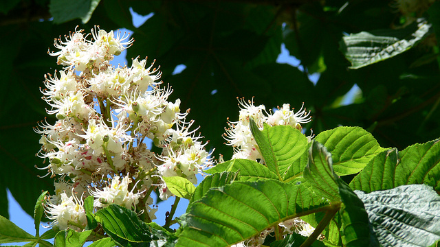 Kastanienblüte