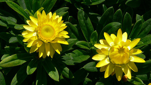 Strohblumen