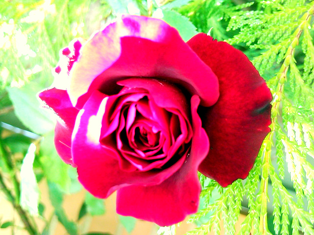 Rosa roja.