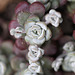 20100429 2642Mw [F~LIP] Fetthenne (Sedum spathulifolium 'Purpureum'), Bad Salzuflen