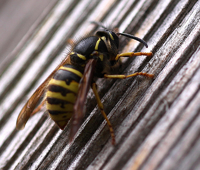 20100429 2629Mw [D~LIP] Wespe {Gemeine} (Vespula vulgaris), Bad Salzuflen