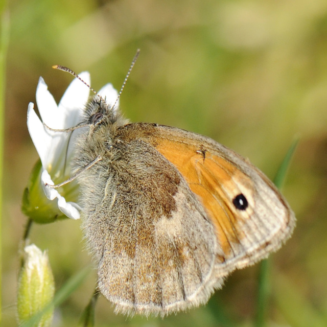 Winziger Schmetterling