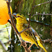 African Golden Weaver / Goldweber