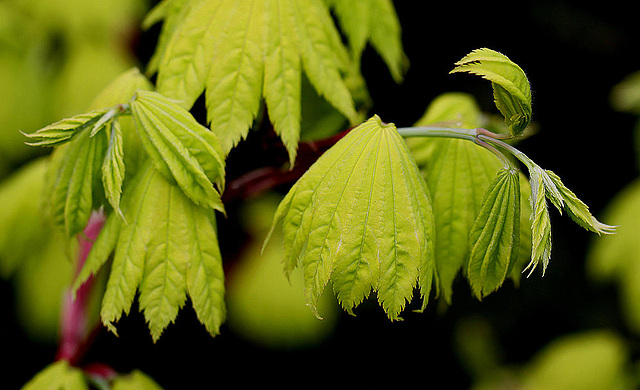 20100429 2626Mw [D~LIP] Gold-Ahorn (Acer shiras 'Aureum'), Bad Salzuflen