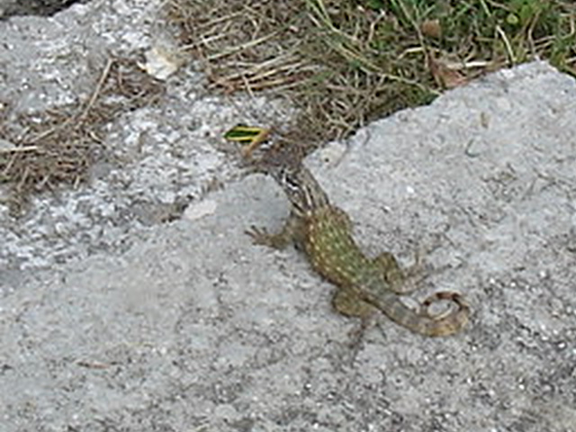 Minuscules lézards cubains /  Minuscule cuban lizards - Varadero, CUBA.  3 février 2010