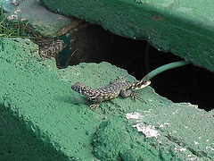 Minuscules lézards cubains /  Minuscule cuban lizards - Varadero, CUBA.  3 février 2010