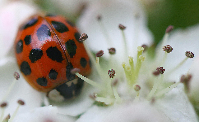 20100505 3031Mw [D~LIP] Asiatischer Marienkäfer (Harmonia axyridis), Bad Salzuflen