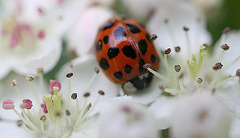 20100505 3029Mw [D~LIP] Asiatischer Marienkäfer (Harmonia axyridis), Bad Salzuflen