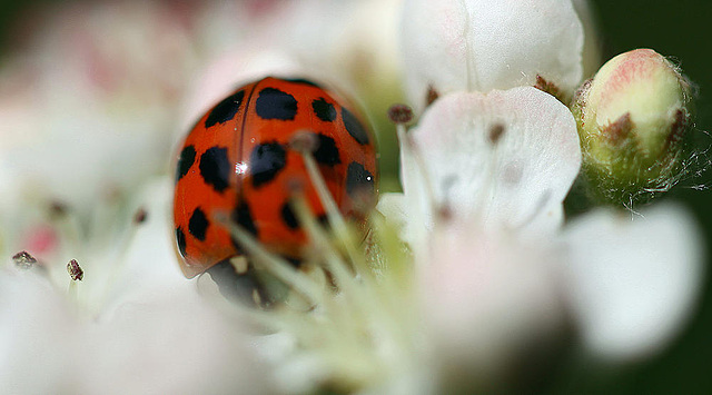 20100505 3017Mw [D~LIP] Asiatischer Marienkäfer (Harmonia axyridis), Bad Salzuflen