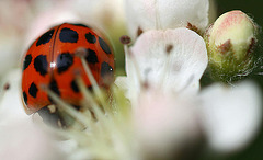 20100505 3015Mw [D~LIP] Asiatischer Marienkäfer (Harmonia axyridis), Bad Salzuflen