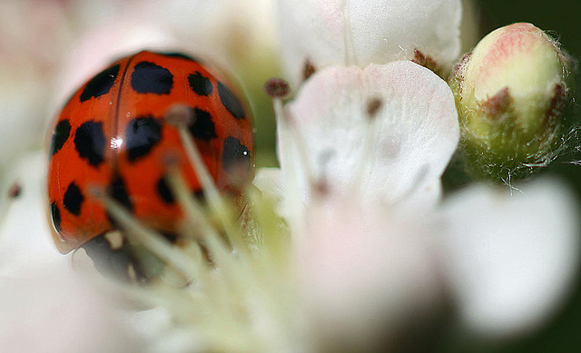 20100505 3015Mw [D~LIP] Asiatischer Marienkäfer (Harmonia axyridis), Bad Salzuflen