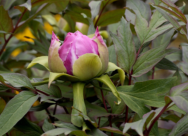 Pivoine arbustive