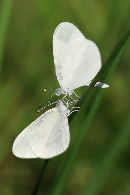 Noeud papillon