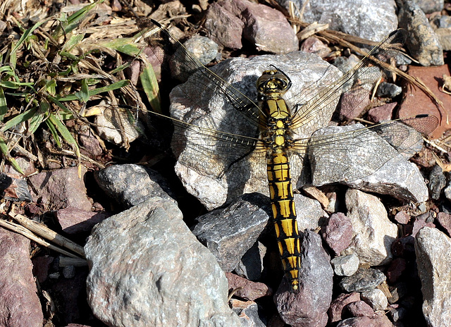 Mme Orthetrum réticulé