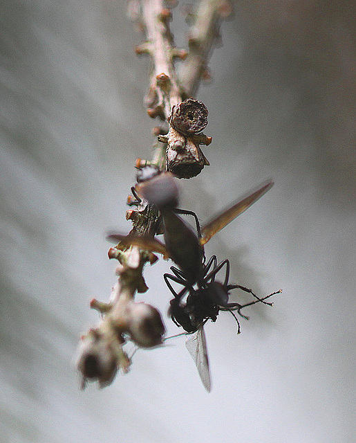 20100509 3063Mw [D~LIP] Überlebenskampf, Bad Salzuflen