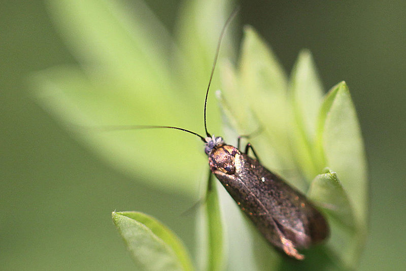 20100509 3065Mw [D~LIP] Grüne Langhornmotte (Adela reaumurella), Bad Salzuflen