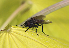 20100509 3082Mw [D~LIP] Graue Fleischfliege, Bad Salzuflen