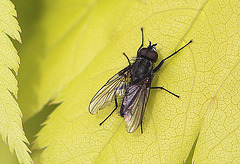 20100509 3083Mw [D~LIP] Graue Fleischfliege, Bad Salzuflen