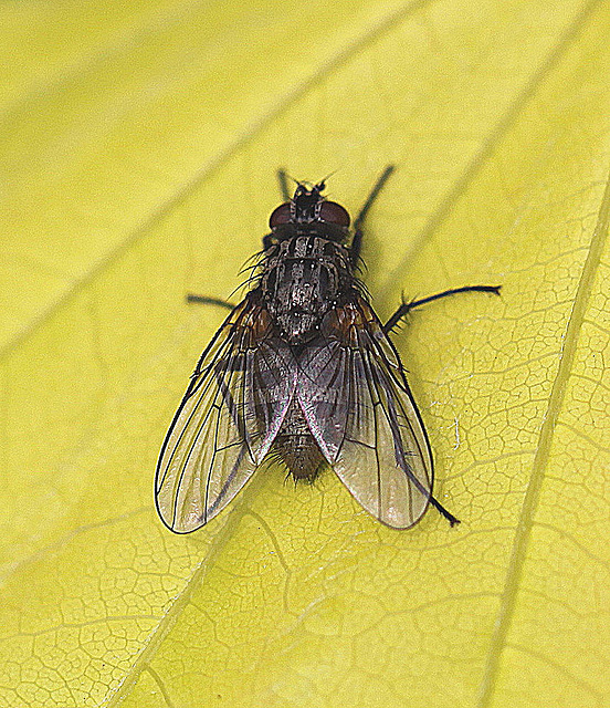 20100509 3084Mw [D~LIP] Graue Fleischfliege, Bad Salzuflen