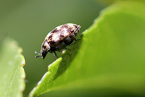 20100623 6029Mw [D~LIP] Wollkraut-Blütenkäfer, Bad Salzuflen