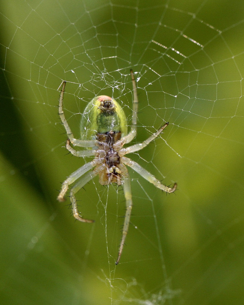 Dessous d'épeire (araneus)