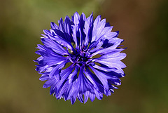 20100623 6032Mw [D~LIP]  Kornblume (Centaurea cyanus), UWZ, Bad Salzuflen