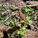 20100623 6035Aw [D~LIP] Amsel [Schwarzdrossel] [w], UWZ, Bad Salzuflen