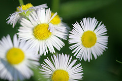 20100623 6037Mw [D~LIP] Berufskraut (Erigeron annuus), UWZ, Bad Salzuflen