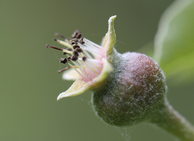 Poire