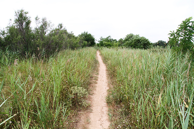 Piste entre Agde et Marseillan