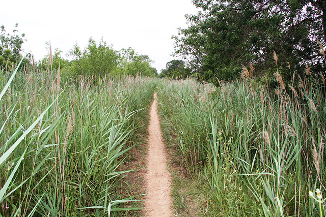 Piste entre Agde et Marseillan