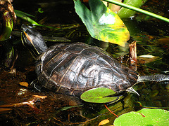 Turtle in MWD Fountain (2090)